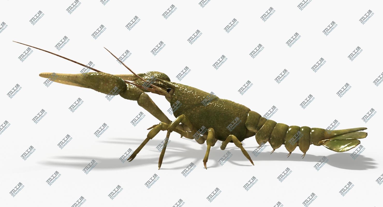 images/goods_img/2021040231/Crayfish (Animated)/4.jpg